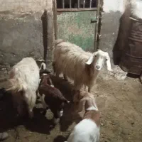 بز بزغاله دار|حیوانات مزرعه|تربت‌حیدریه, بالا ولایت|دیوار