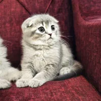 بچه گربه