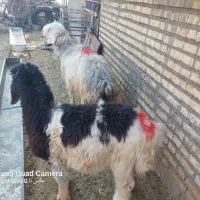 اعدد میش بره