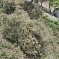 یونجه بسته دستی