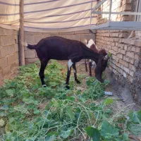 بزافغانی اصل|حیوانات مزرعه|هندیجان, |دیوار