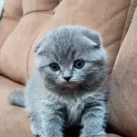 توله اسکاتیش بلو اصیل