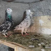 سار، سرورر، بزک، عطیقه|پرنده|مشهد, بهمن|دیوار