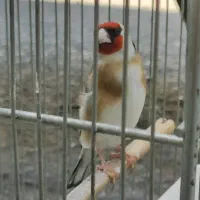 سهره تازه صاف رنگ روشن عروسک