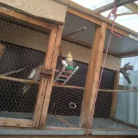 پرنده با قفس