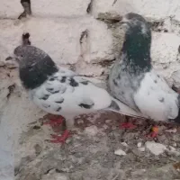 کفترتهرونی تیدی