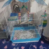 یک قفس آبی سالم باوسایل