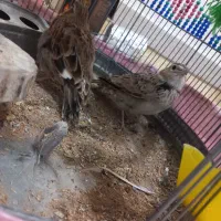 قناری|پرنده|بندر امام خمینی, |دیوار