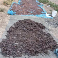 کشمش مویز،بیدانه،یاقوتی|خوردنی و آشامیدنی|زرندیه, |دیوار