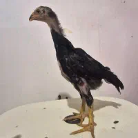 جفت اوشامو مشکی ۵۰ روزه