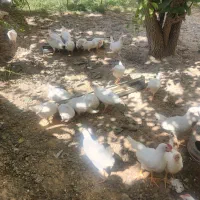 جوجه مرغ