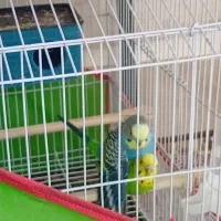 یک جفت مرغ عشق مولد تخم گزارش سالم|پرنده|اسفراین, |دیوار