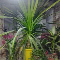 گل سوزنی مناسب گل خونه و رستوران بسیار زیبا