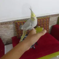 عروس هلندی|پرنده|بندر گناوه, |دیوار