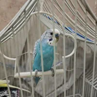 مرغ عشق نر و ماده|پرنده|اندیشه, شهرک کوثر|دیوار