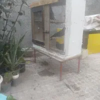 جفت گاه کبوتر