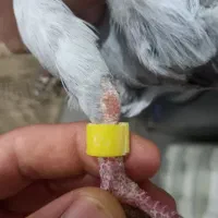 دوبر مسافتی غریبگیری|پرنده|سراب, |دیوار