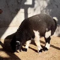 بره تخمی|حیوانات مزرعه|گتوند, |دیوار