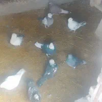 ۱۰ تا کبوتر پرشی به شرط