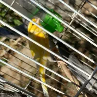 قناری نر|پرنده|شیروان (خراسان), |دیوار