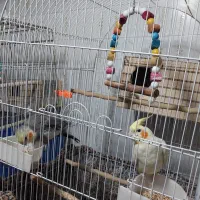 عروس هلندی مولدوسخنگو|پرنده|کرج, گلشهر|دیوار