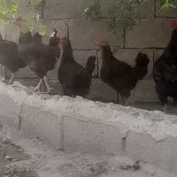 فروش مرغ و خروس محلی و اردک|حیوانات مزرعه|شیراز, کاراندیش|دیوار