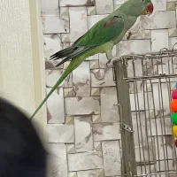 شاه طوطی سخنگو کلام دار|پرنده|تهران, امام زاده عبدالله|دیوار