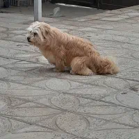 سگ .|سگ|معصومیه, |دیوار