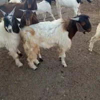 کهره نر بره بز میش قوچ