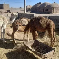 هاشی لوکی هر سه نر میباشد|حیوانات مزرعه|طبس, |دیوار