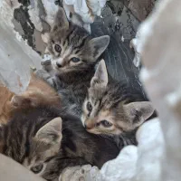 واگذاری گربه
