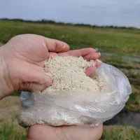 برنج هاشمی درجه یک محصول شالیزار خودمون