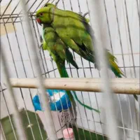 جفت طوطی ملنگو مولد|پرنده|سراوان, |دیوار