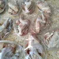 جوجه خروس مخلی پر کنده