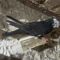 گمشده کبوتر