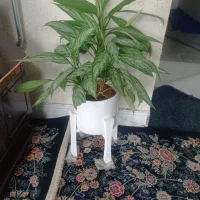 دوتا گل بزرگ با گلدان(وانت دارم میارم)