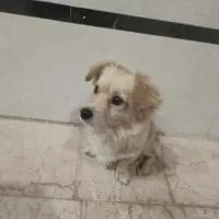 سگ پا کوتاه