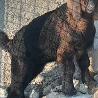 تعدادی قوچ،بز با بزغاله، شک، بزغاله، بز خشک|حیوانات مزرعه|هندمینی, |دیوار