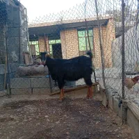 ۲بز جوان داشتی|حیوانات مزرعه|سراب میمه, |دیوار