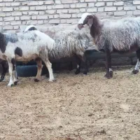 میش آبستن  ،گوسفند ،بره،قوچ،بز