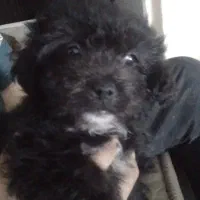 فروش سگ پامرانین