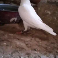 کفتر بوم