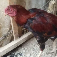 خروس لاری افغان