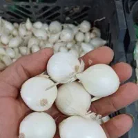پیاز غده ای مینروا دستگیری