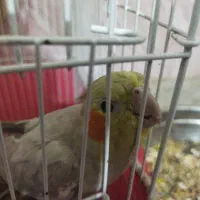 عروس هلندی|پرنده|بهبهان, |دیوار