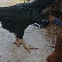 مرغ لاری|حیوانات مزرعه|تربتحیدریه, پائین ولایت|دیوار