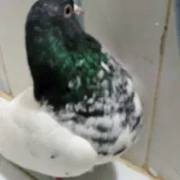 کله سبز بی کاکل