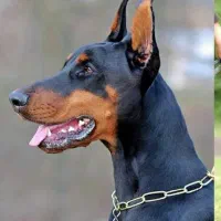 برای نگهبانی