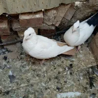 کبوتر نروماده اطراف زرند|پرنده|کرمان, |دیوار