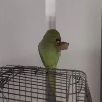 گم شده|حیوانات|ایلام, |دیوار